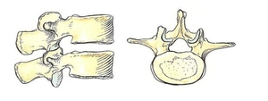 Anatomy of spine
